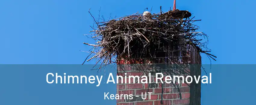 Chimney Animal Removal Kearns - UT