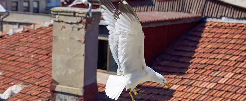 Residential Chimney Animal Removal Solution in Kearns, UT