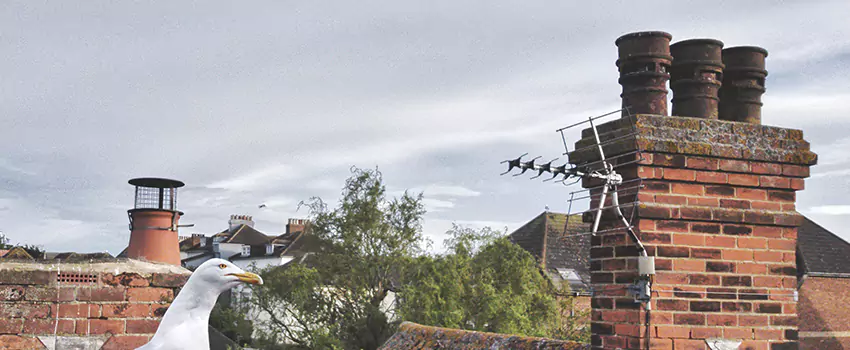 Chimney Cleaning And Restoration in Kearns, Utah